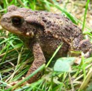 Bufo bufo L. 